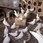 حمام فرنسي للبيع