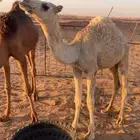 للبيع قعود لباني