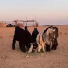 تيوس مخاصي 4 والخامس فحل ماهو خصي