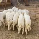 للبيع طليان حريات طيبه