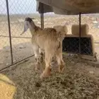 تيس شحم ذبيحه