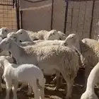 للبيع ضان حرش العدد25 تحتها 25