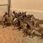 تيوس جنوبيه