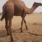 جمل احمر ساحلي