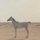 مهر عربي