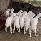 طليان