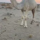 بكره باتليه كفو