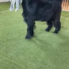 للبيع فحل عارضي ثني كفففو تتتم البيع