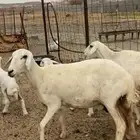 تم  البيع