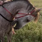 فرس شعبيه