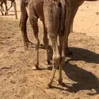حاشي للييع