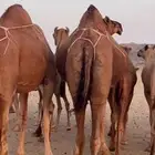 خلفات سواحل