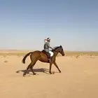 فرس سبوق