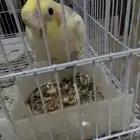 طيورزينه كروان ذكور وروز ذكور