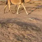 حمرا لقحه ملاقي