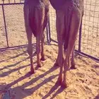 قعدان لباني