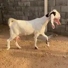 مشروكه خصم