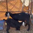 عنز طيبه