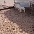 حريه والد