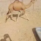 حشو