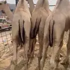 قعدان مفاريد اتواصل