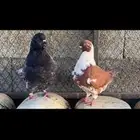 للبيع جوز كنق بنتاجه