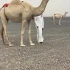 عشرا بكر تحتها بكره