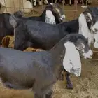 تيس وجفرتين
