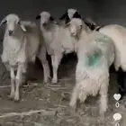 طليان للبيع