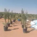 فروخ نخل بانواعه