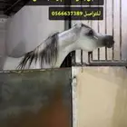 حصان واهو شيخ للبيع