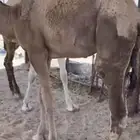 للبيع 3 قعدان مبادي و مناسبات