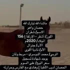 للبيع  حصان أديب وهادي الطبع
