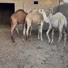 للبيع حشو بريات وشحم وطيبات عددهن 4