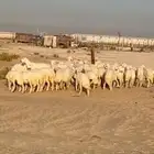 رخال مقنوي عدد 42