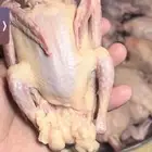 زغليل فرنسي حمام