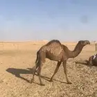 قعود