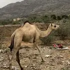 عجم للبيع