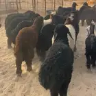 خرفان عرب