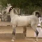 حفر الباطن