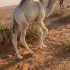 قعود للبيع عمره شهر