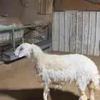 جذعه حريه