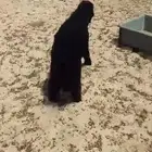 خروف اعربي