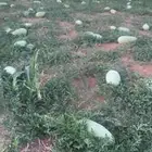 بطيخ للبيع