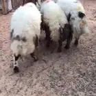 طليان نعيم