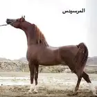 للبيع مهر ولد مرسيدس