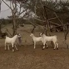 3 جفران كلهم ذكران شرط الصحه والسمن بلدي