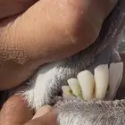 عنز دافع لها شهرين ونص فحص سونار