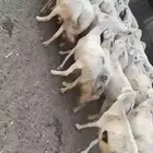 حريات 38 بفحلها يتبعها 12 والباقي حصيب