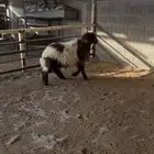 للبيع رخل عمرها فوق 5 شهور